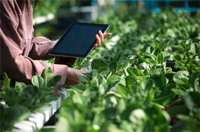 Syngenta otwiera platformę Cropwise dla zewnętrznych programistów, umożliwiaj...