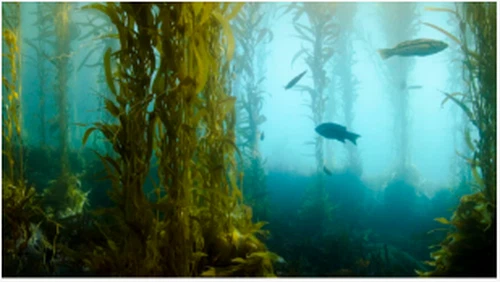 Biopaliwo z Kelp może wkrótce zasilać nasze samochody i samoloty